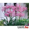 Nerine bowdenii - pókliliom (rózsaszín)