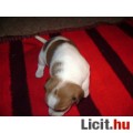 Jack Russel terrier