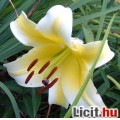 ÚJDONSÁG! Óriás liliom, liliomfa, 250cm magas, illatos!