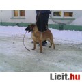 Malinois(belga juhász)