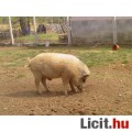 Eladó Durok-Mangalica kan