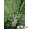 Ravenala madagascariensis pálma mag,pálmamag
