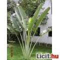 Ravenala madagascariensis pálma mag,pálmamag