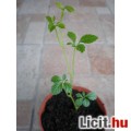 Jiaogulan, az ötlevelű ginseng örök élet növény