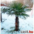 TRACHYCARPUS FORTUNEI TÉLÁLLÓ PÁLMA