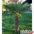 TRACHYCARPUS FORTUNEI TÉLÁLLÓ PÁLMA
