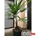 TRACHYCARPUS FORTUNEI TÉLÁLLÓ PÁLMA