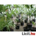TRACHYCARPUS FORTUNEI TÉLÁLLÓ PÁLMA