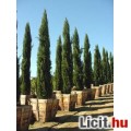 Cupressus sempervirens - Európai ciprus mag