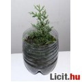 Cupressus sempervirens - Európai ciprus mag