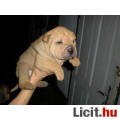 Shar-pei kis kutya