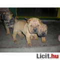 Shar-pei kis kutya