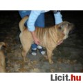 Shar-pei kis kutya