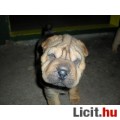 Shar-pei kis kutya