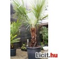 TRACHYCARPUS FORTUNEI TÉLÁLLÓ PÁLMA