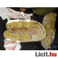 Jackfruit - dzsekkfruit -Jákafa mag 1db RITKASÁG!