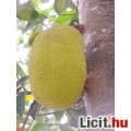 Jackfruit - dzsekkfruit -Jákafa mag 1db RITKASÁG!