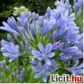 Afrikai szerelemvirág tő - Agapanthus africanus kék
