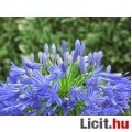 Afrikai szerelemvirág tő - Agapanthus africanus kék