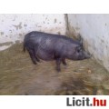 Eladó Koca 7 malacával