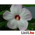 Mocsári hibiszkusz,mályva rózsa,óriás virágú,3 szín