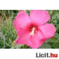 Mocsári hibiszkusz,mályva rózsa,óriás virágú,3 szín