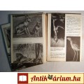 Az Állatok Nagy Képeskönyve (Koroknay István) 1988 (szétesik) 7kép+tar
