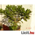 Majomfa (Crassula ovata)