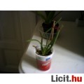 Eladó Aloe vera növény