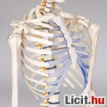 Új csontváz anatómiai modell 181 cm