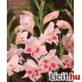 Kardvirág, MINTÁS, TÖRPE, mix,ORCHIDEA-SZERŰ, 3db