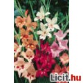 Kardvirág, MINTÁS, TÖRPE, mix,ORCHIDEA-SZERŰ, 3db