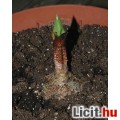 Scadoxus multiflorus,vérvirág virágzó gumó tűzpiros