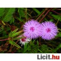 Mimosa Pudica - Mimóza mag