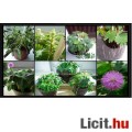 Mimosa Pudica - Mimóza mag