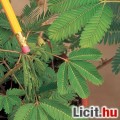 Mimosa Pudica - Mimóza mag