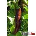 Eladó Aji Panca chili mag