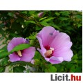 Eladó Hibiszkusz