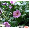 Hibiszkusz
