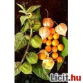 Physalis, perui földicseresznye magok 30db!