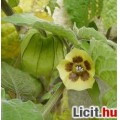 Physalis, perui földicseresznye magok 30db!
