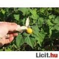 Physalis, perui földicseresznye magok 30db!