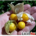 Physalis, perui földicseresznye magok 30db!