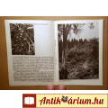 Kám - Jeli Arborétum (Simon József) 1980