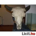 bölény trófea