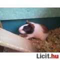 Kölyök tengerimalacok(4 hetesek)