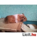 Kölyök tengerimalacok(4 hetesek)