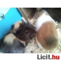 Kölyök tengerimalacok(4 hetesek)